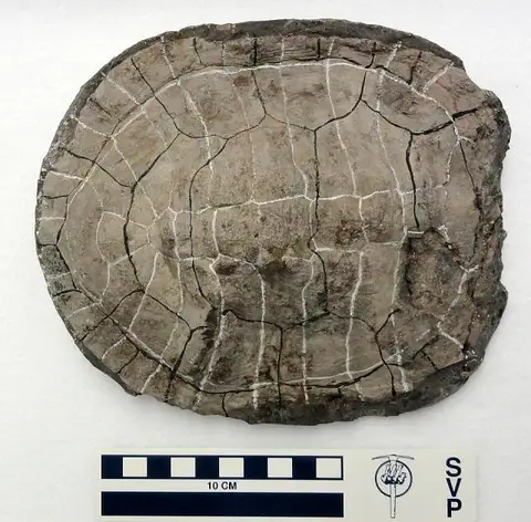 Dokumentasi USNM V4213 dengan identifikasi pada sumber Acherontemys heckmani. Isi dan label gambar dipertahankan.