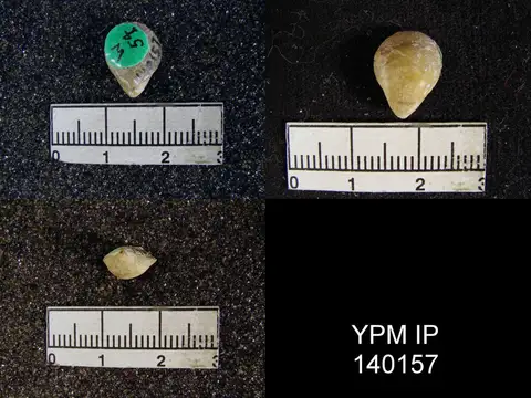Dokumentasi YPM IP 140157 dengan identifikasi pada sumber Notothyris simplex. Isi dan label gambar dipertahankan.