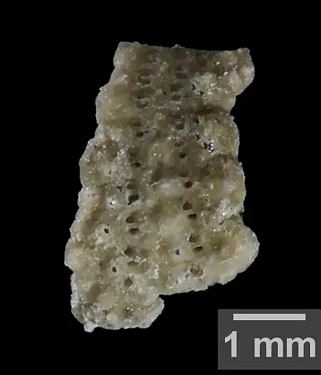 Dokumentasi USNM PAL136505 dengan identifikasi pada sumber Xenechinus parvus. Isi dan label gambar dipertahankan.
