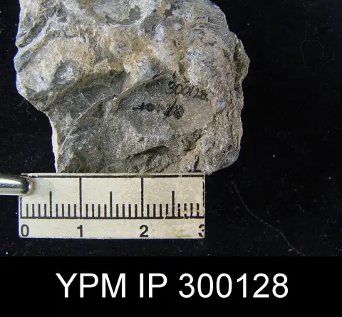 Dokumentasi YPM IP 300128 dengan identifikasi pada sumber Chonetes deliciasensis. Isi dan label gambar dipertahankan.