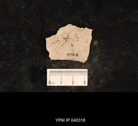 Dokumentasi YPM IP 040318 dengan identifikasi pada sumber Demopterum gracile. Isi dan label gambar dipertahankan.