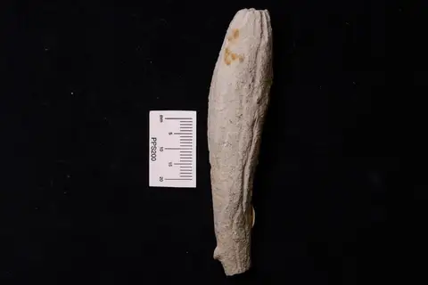 Dokumentasi YPM IP 003672 dengan identifikasi pada sumber Aulaxinia sulcifera. Isi dan label gambar dipertahankan.