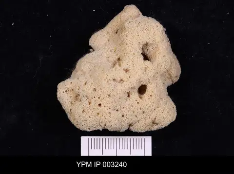 Dokumentasi YPM IP 003240 dengan identifikasi pada sumber Craterella tuberosa. Isi dan label gambar dipertahankan.