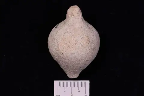Dokumentasi YPM IP 180504 dengan identifikasi pada sumber Jerea pyriformis. Isi dan label gambar dipertahankan.