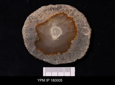 Dokumentasi YPM IP 180005 dengan identifikasi pada sumber Jereica polystoma. Isi dan label gambar dipertahankan.