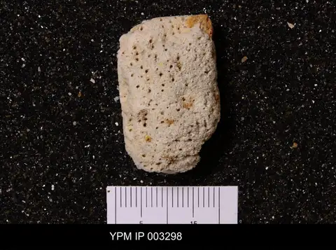 Dokumentasi YPM IP 003298 dengan identifikasi pada sumber Leiochonia cryptoporosa. Isi dan label gambar dipertahankan.