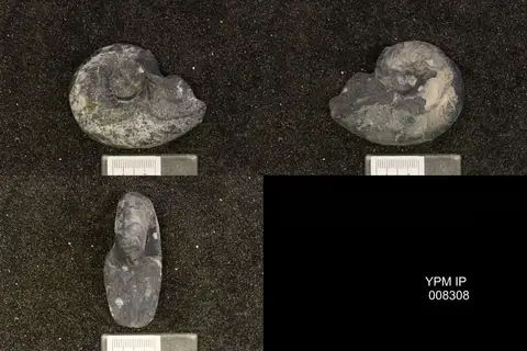Dokumentasi YPM IP 008308 dengan identifikasi pada sumber Grypoceras whitneyi. Isi dan label gambar dipertahankan.