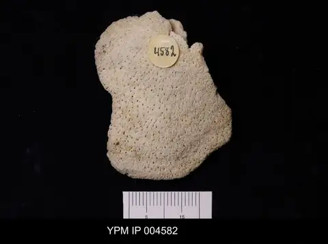 Dokumentasi YPM IP 004582 dengan identifikasi pada sumber Chonella tenuis. Isi dan label gambar dipertahankan.