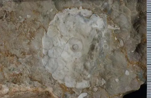 Dokumentasi USNM PAL251281 dengan identifikasi pada sumber Paragaricocrinus yakovlevi. Isi dan label gambar dipertahankan.