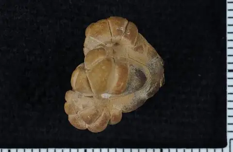 Dokumentasi USNM PAL251290 dengan identifikasi pada sumber Strobocrinus brachiatus. Isi dan label gambar dipertahankan.