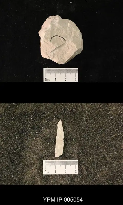 Dokumentasi YPM IP 005054 dengan identifikasi pada sumber Ditaxineura anomalostigma. Isi dan label gambar dipertahankan.