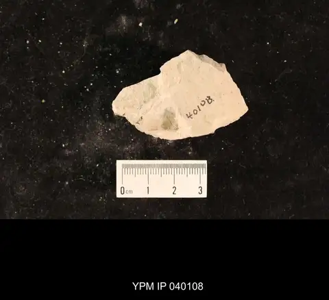 Dokumentasi YPM IP 040108 dengan identifikasi pada sumber Dunbaria fasciipennis. Isi dan label gambar dipertahankan.
