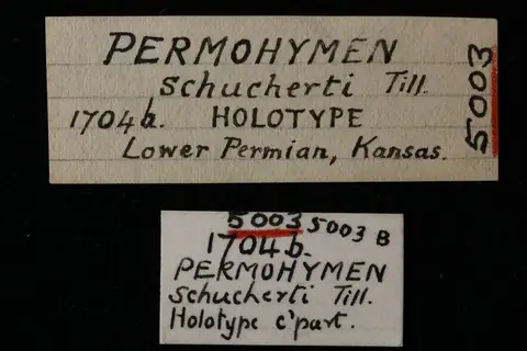 Dokumentasi YPM IP 005003 dengan identifikasi pada sumber Permohymen schucherti. Isi dan label gambar dipertahankan.