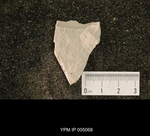 Dokumentasi YPM IP 005068 dengan identifikasi pada sumber Anormochorista oligoclada. Isi dan label gambar dipertahankan.