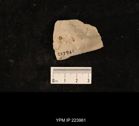 Dokumentasi YPM IP 223961 dengan identifikasi pada sumber Permopsocus latipennis. Isi dan label gambar dipertahankan.