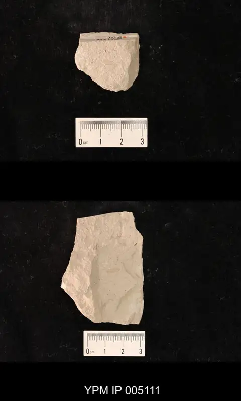 Dokumentasi YPM IP 005111 dengan identifikasi pada sumber Archescytina permiana. Isi dan label gambar dipertahankan.