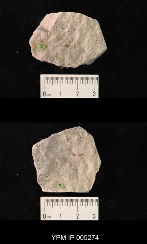 Dokumentasi YPM IP 005274 dengan identifikasi pada sumber Lecorium elongatum. Isi dan label gambar dipertahankan.