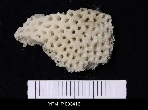 Dokumentasi YPM IP 003416 dengan identifikasi pada sumber Leiostracosia brandesi. Isi dan label gambar dipertahankan.