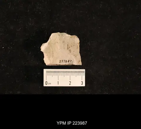 Dokumentasi YPM IP 223987 dengan identifikasi pada sumber Dichentomum grande. Isi dan label gambar dipertahankan.