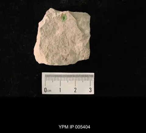Dokumentasi YPM IP 005404 dengan identifikasi pada sumber Delopsocus fasciatus. Isi dan label gambar dipertahankan.