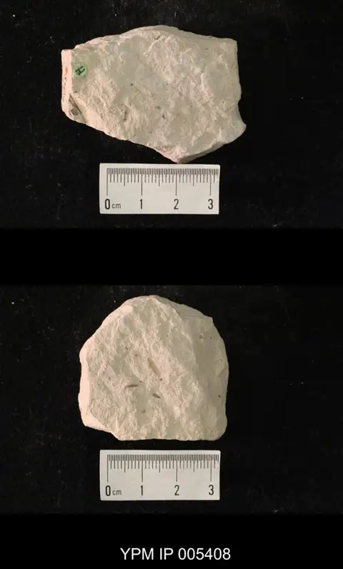 Dokumentasi YPM IP 005408 dengan identifikasi pada sumber Parablattelytron subincisum. Isi dan label gambar dipertahankan.