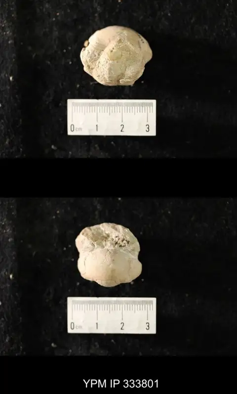 Dokumentasi YPM IP 333801 dengan identifikasi pada sumber Illaenus crassicauda. Isi dan label gambar dipertahankan.