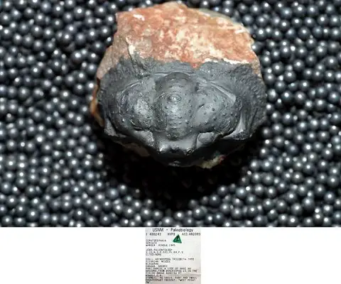 Dokumentasi USNM PAL488243 dengan identifikasi pada sumber Ceratocephala goniata. Isi dan label gambar dipertahankan.