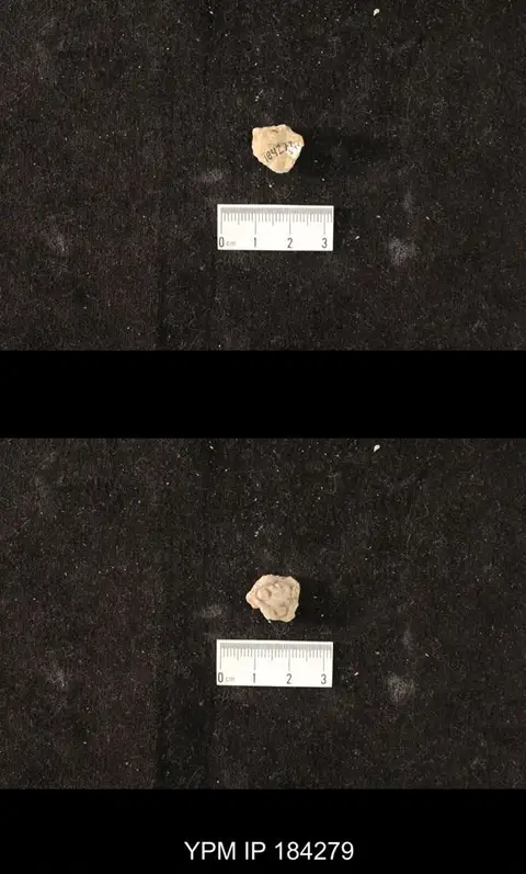 Dokumentasi YPM IP 184279 dengan identifikasi pada sumber Calymene niagarensis. Isi dan label gambar dipertahankan.