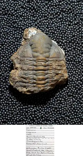 Dokumentasi USNM PAL489751 dengan identifikasi pada sumber Cheirurus niagarensis. Isi dan label gambar dipertahankan.