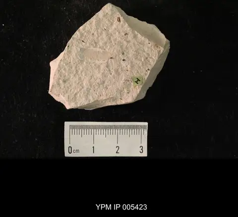 Dokumentasi YPM IP 005423 dengan identifikasi pada sumber Martynovia insignis. Isi dan label gambar dipertahankan.