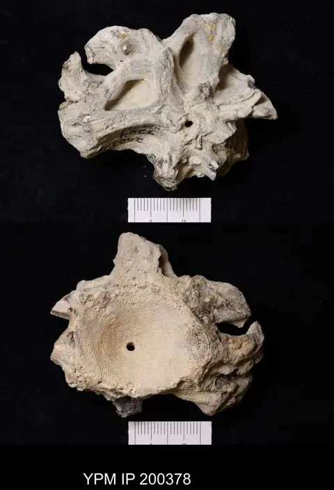 Dokumentasi YPM IP 200378 dengan identifikasi pada sumber Coscinopora infundibuliformis. Isi dan label gambar dipertahankan.