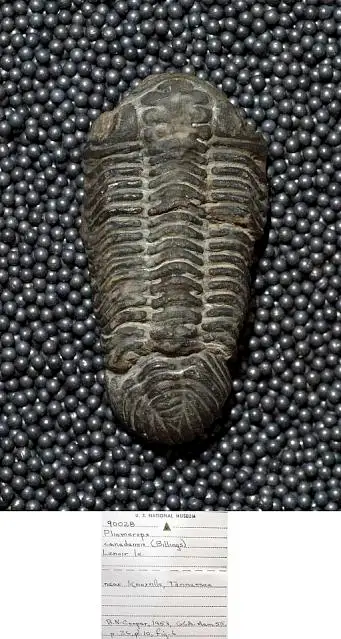 Dokumentasi USNM PAL90028 dengan identifikasi pada sumber Pliomerops canadensis. Isi dan label gambar dipertahankan.