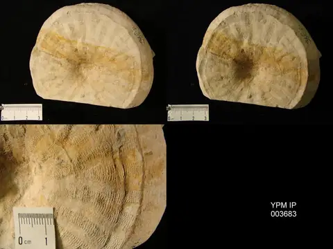 Dokumentasi YPM IP 003683 dengan identifikasi pada sumber Coeloptychium agaricoides. Isi dan label gambar dipertahankan.