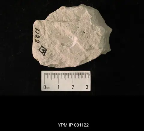 Dokumentasi YPM IP 001122 dengan identifikasi pada sumber Misthodotes biguttatus. Isi dan label gambar dipertahankan.