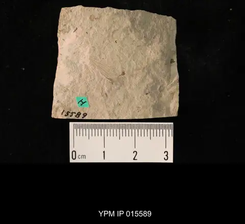 Dokumentasi YPM IP 015589 dengan identifikasi pada sumber Kansasia pulchra. Isi dan label gambar dipertahankan.