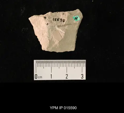 Dokumentasi YPM IP 015590 dengan identifikasi pada sumber Camptotaxineura ephialtes. Isi dan label gambar dipertahankan.