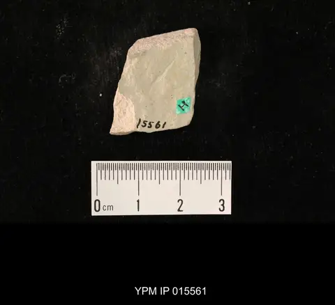 Dokumentasi YPM IP 015561 dengan identifikasi pada sumber Nugonioneura problematica. Isi dan label gambar dipertahankan.