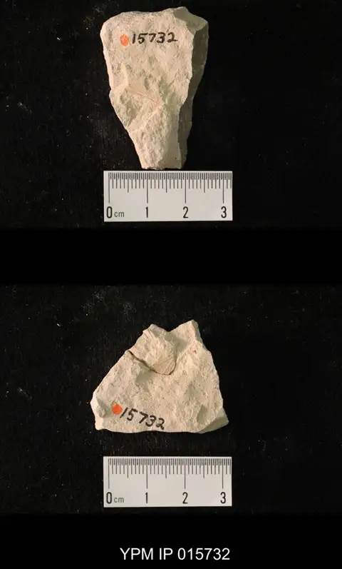 Dokumentasi YPM IP 015732 dengan identifikasi pada sumber Permoblattina permiana. Isi dan label gambar dipertahankan.