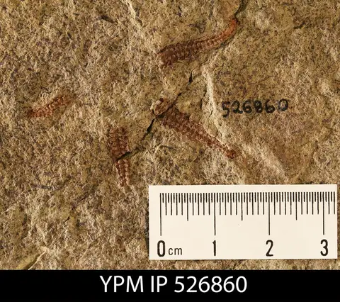 Dokumentasi YPM IP 526860 dengan identifikasi pada sumber Astropecten matilijaensis. Isi dan label gambar dipertahankan.