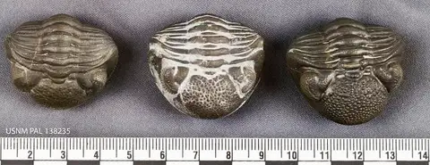 Dokumentasi USNM PAL138235 dengan identifikasi pada sumber Eldredgeops rana. Isi dan label gambar dipertahankan.