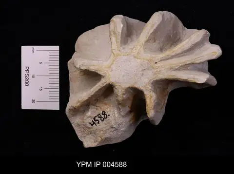 Dokumentasi YPM IP 004588 dengan identifikasi pada sumber Guettardiscyphia stellata. Isi dan label gambar dipertahankan.