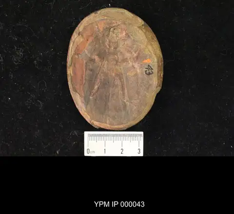 Dokumentasi YPM IP 000043 dengan identifikasi pada sumber Anegertus cubitalis. Isi dan label gambar dipertahankan.