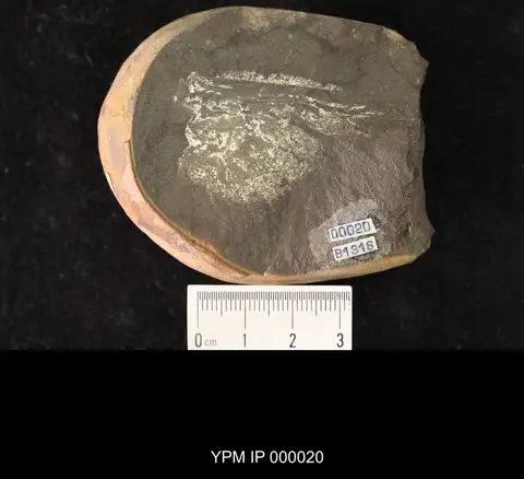 Dokumentasi YPM IP 000020 dengan identifikasi pada sumber Amousus mazonus. Isi dan label gambar dipertahankan.