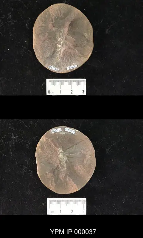 Dokumentasi YPM IP 000037 dengan identifikasi pada sumber Gerarulus radialis. Isi dan label gambar dipertahankan.