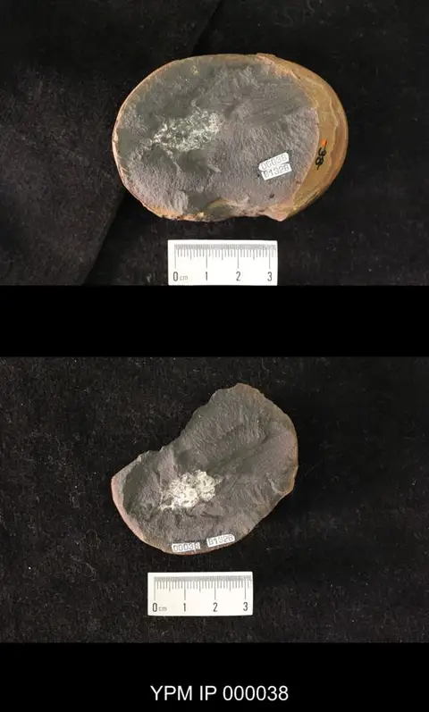 Dokumentasi YPM IP 000038 dengan identifikasi pada sumber Anepitedius giraffa. Isi dan label gambar dipertahankan.