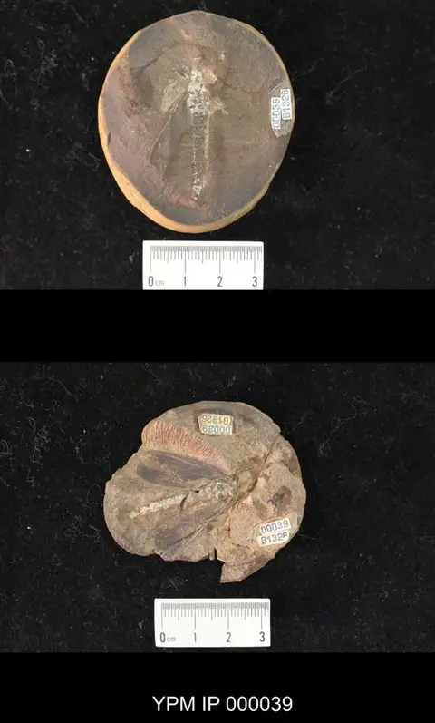 Dokumentasi YPM IP 000039 dengan identifikasi pada sumber Apithanus jocularis. Isi dan label gambar dipertahankan.