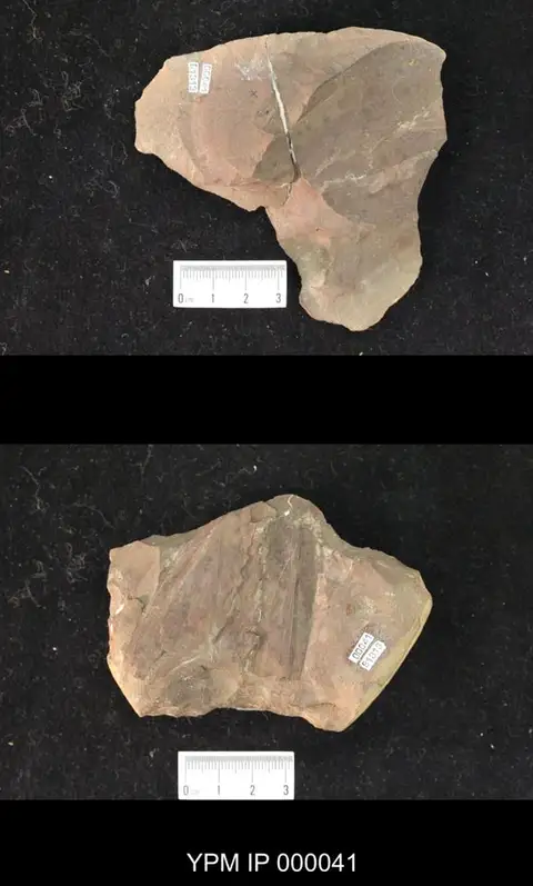 Dokumentasi YPM IP 000041 dengan identifikasi pada sumber Cacurgus spilopterus. Isi dan label gambar dipertahankan.