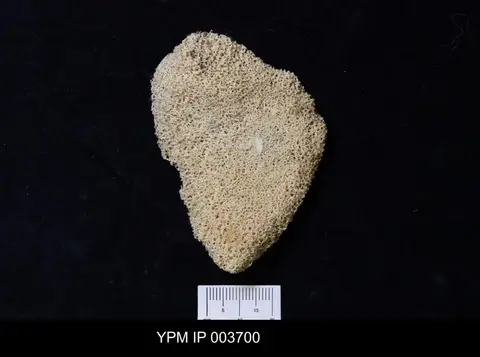 Dokumentasi YPM IP 003700 dengan identifikasi pada sumber Pachycothon giganteum. Isi dan label gambar dipertahankan.