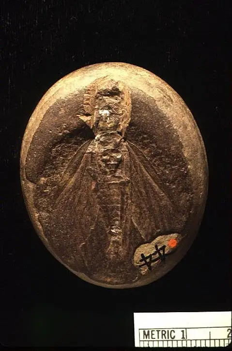 Dokumentasi YPM IP 000044 dengan identifikasi pada sumber Asyncritus reticulatus. Isi dan label gambar dipertahankan.