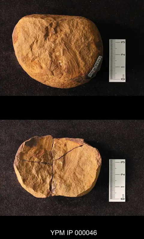 Dokumentasi YPM IP 000046 dengan identifikasi pada sumber Cheliphlebia mazona. Isi dan label gambar dipertahankan.